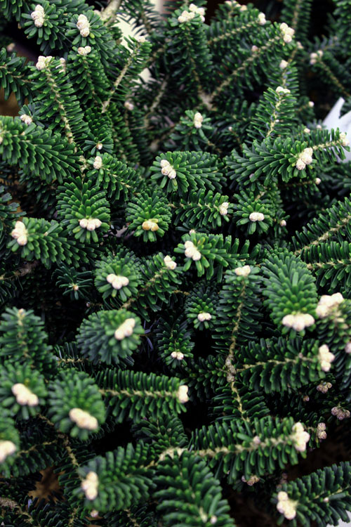  Alpine Star Dwarf Korean Fir - 1 Gallon Pot