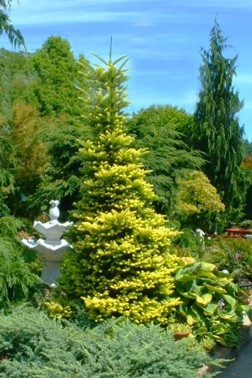  Golden Korean Fir (Abies Koreana 'Aurea') - 3 Gallon Pot