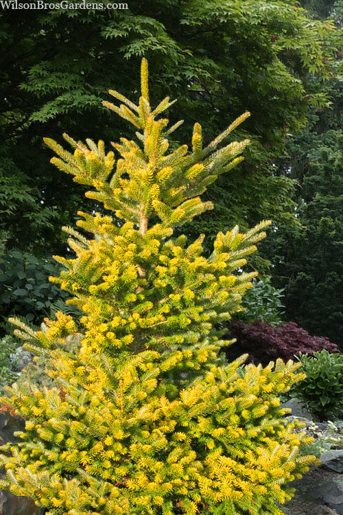  Golden Korean Fir (Abies Koreana 'Aurea') - 3 Gallon Pot