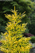  Golden Korean Fir (Abies Koreana 'Aurea') - 1 Gallon Pot