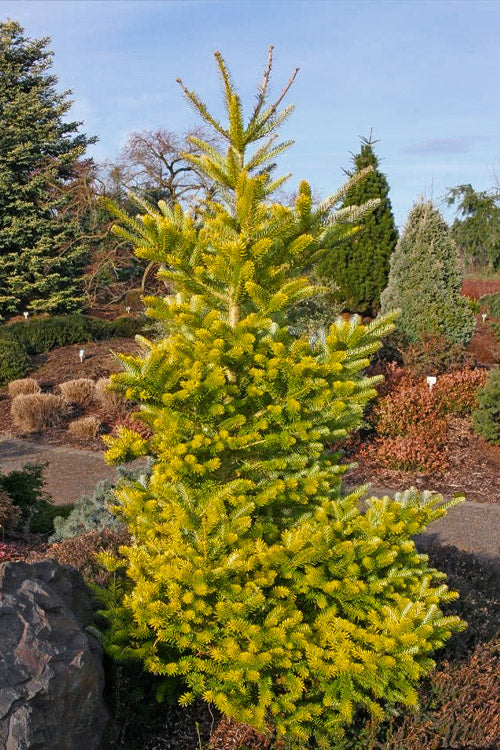  Golden Korean Fir (Abies Koreana 'Aurea') - 3 Gallon Pot