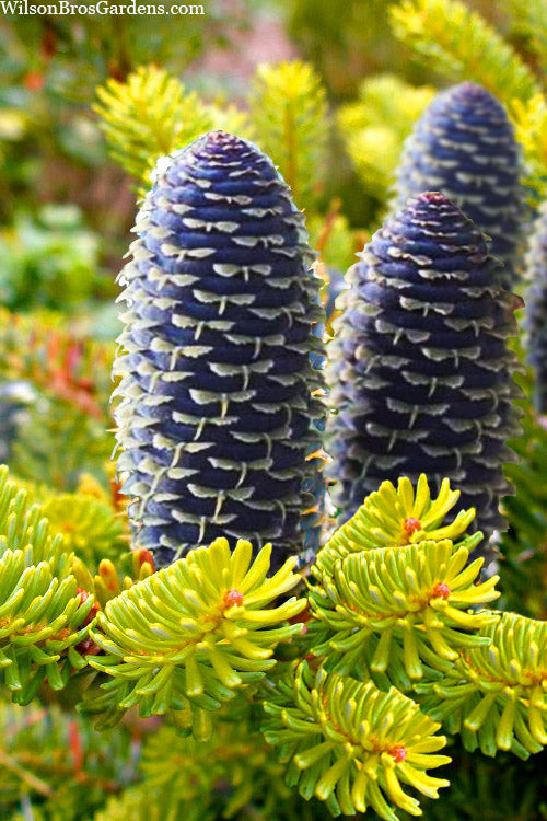 Golden Korean Fir (Abies Koreana 'Aurea') - 3 Gallon Pot