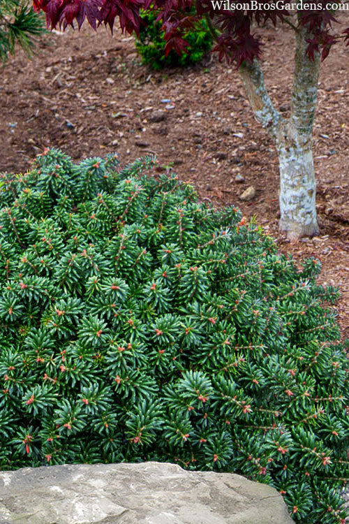  Cis Dwarf Korean Fir - 1 Gallon Pot