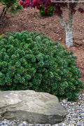  Cis Dwarf Korean Fir - 2 Gallon Pot