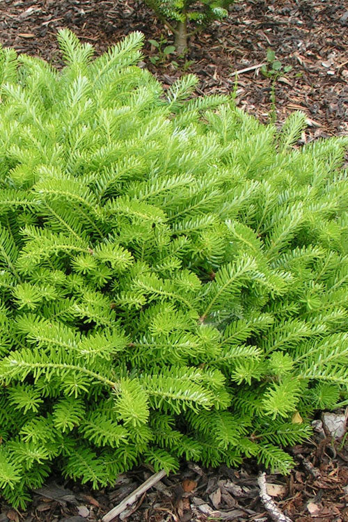  Green Carpet Korean Fir - 3 Gallon Pot