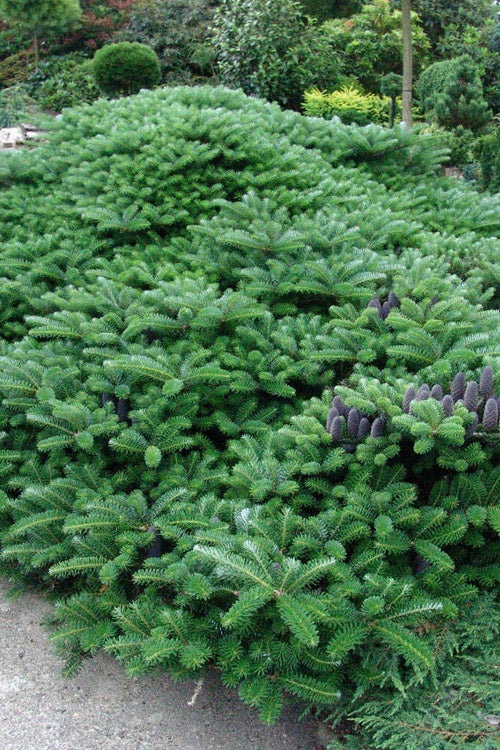  Green Carpet Korean Fir - 3 Gallon Pot
