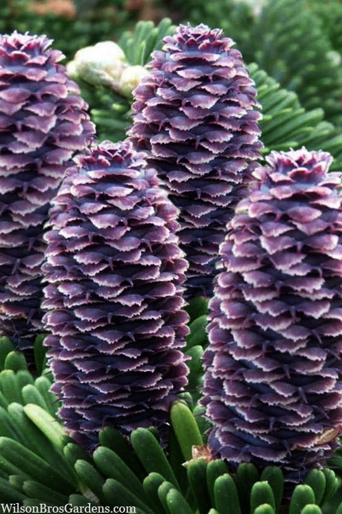  Green Carpet Korean Fir - 3 Gallon Pot