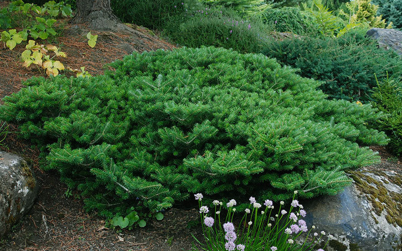  Green Carpet Korean Fir - 3 Gallon Pot