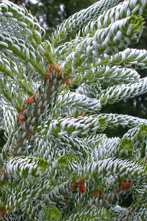  Horstmann's Silberlocke Korean Fir - 1 Gallon Pot