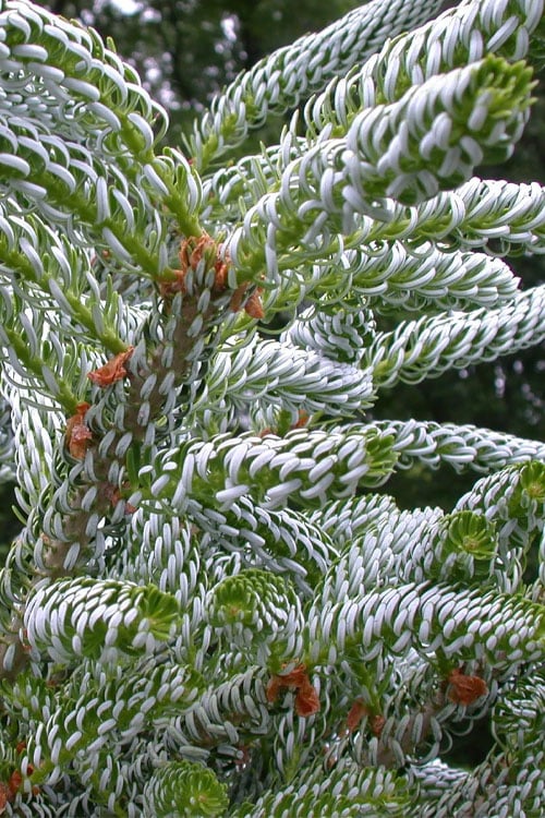  Horstmann's Silberlocke Korean Fir - 2 Gallon Pot 