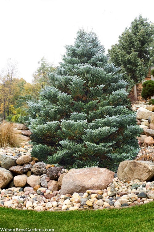  Horstmann's Silberlocke Korean Fir - 2 Gallon Pot 