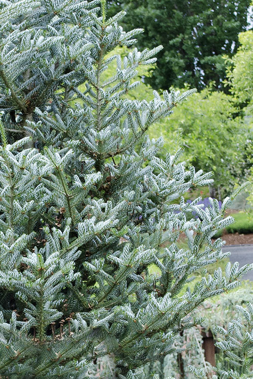  Horstmann's Silberlocke Korean Fir - 3 Gallon Pot