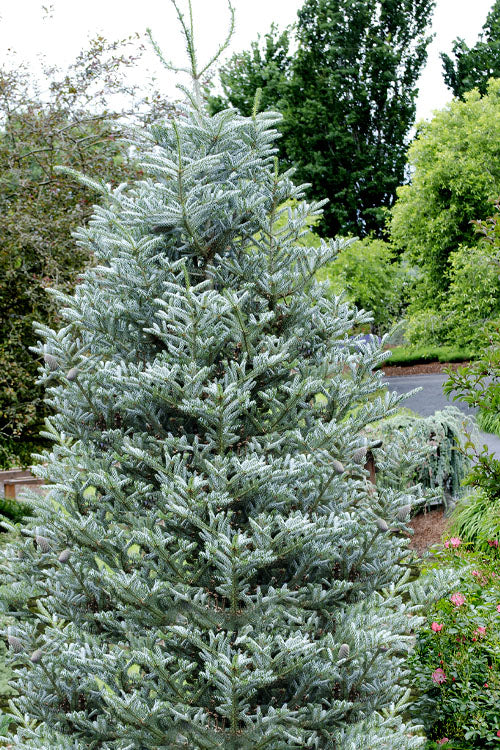  Horstmann's Silberlocke Korean Fir - 5 Gallon Pot