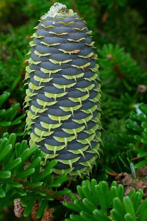  Korean Fir (Abies Koreana) - 3 Gallon Pot