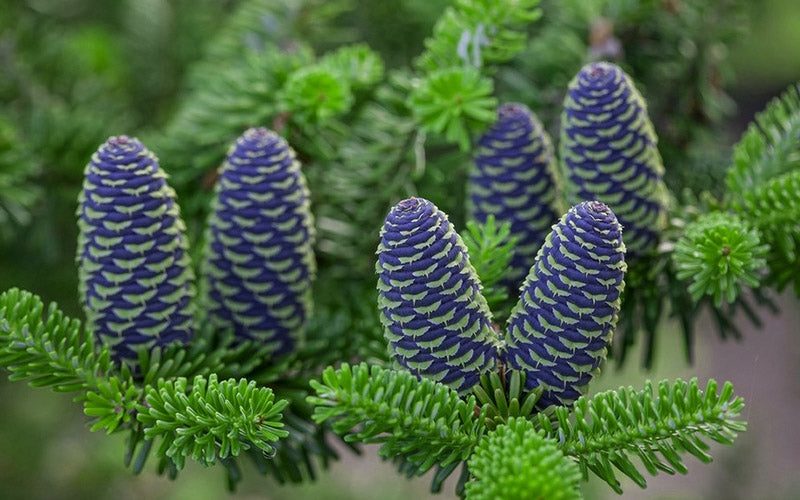  Korean Fir (Abies Koreana) - 3 Gallon Pot