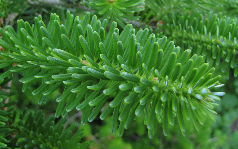 Korean Fir (Abies Koreana) - 3 Gallon Pot
