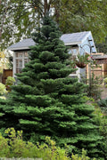  Korean Fir (Abies Koreana) - 3 Gallon Pot