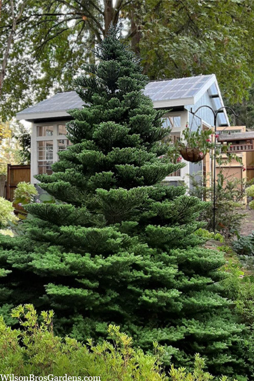  Korean Fir (Abies Koreana) - 3 Gallon Pot