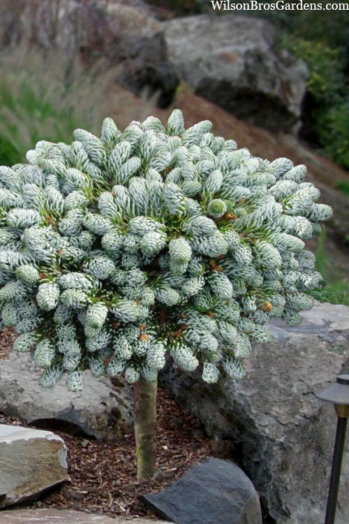  Ice Breaker Korean Fir (Single Trunk Topiary) - 1 Gallon Pot