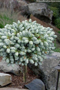  Ice Breaker Korean Fir (Single Trunk Topiary) - 1 Gallon Pot
