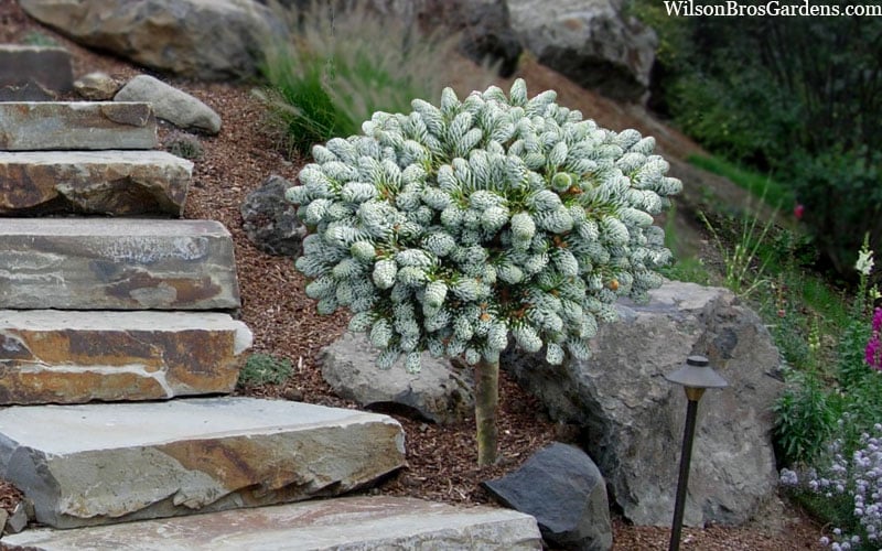  Ice Breaker Korean Fir (Single Trunk Topiary) - 2 Gallon Pot