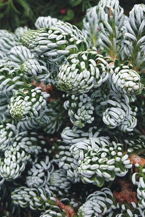  Ice Breaker Korean Fir (Single Trunk Topiary) - 2 Gallon Pot