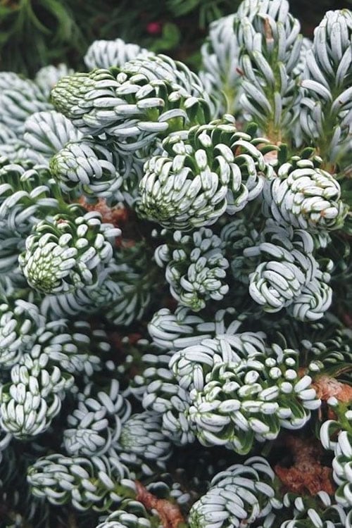 Ice Breaker Korean Fir (Single Trunk Topiary) - 1 Gallon Pot