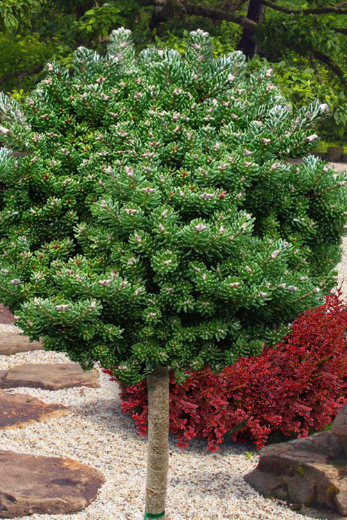 Silver Pearl Korean Fir (Single Trunk Tree Form) - 5 Gallon Pot