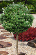  Silver Pearl Korean Fir (Single Trunk Tree Form) - 5 Gallon Pot