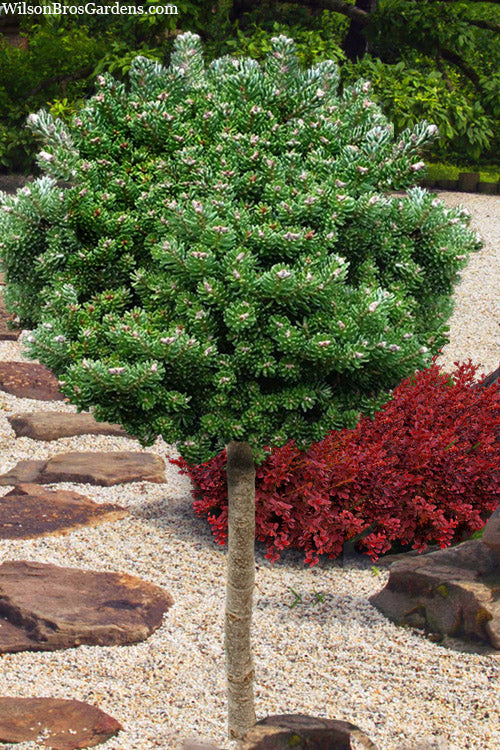  Silver Pearl Korean Fir (Single Trunk Tree Form) - 5 Gallon Pot