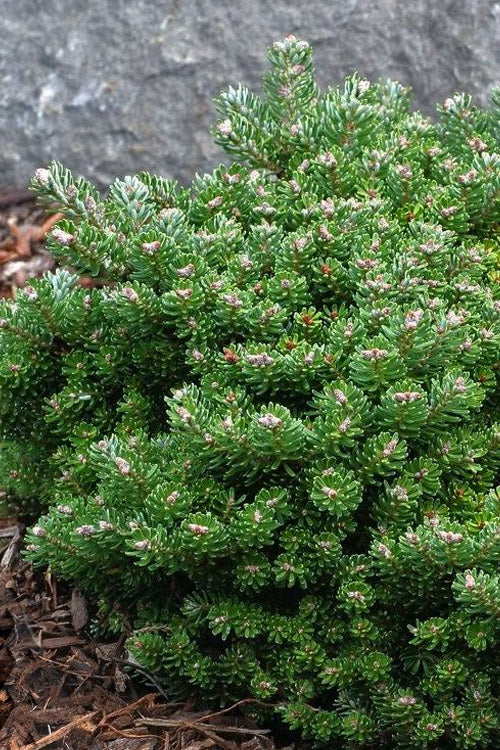  Silver Pearl Korean Fir (Single Trunk Tree Form) - 5 Gallon Pot
