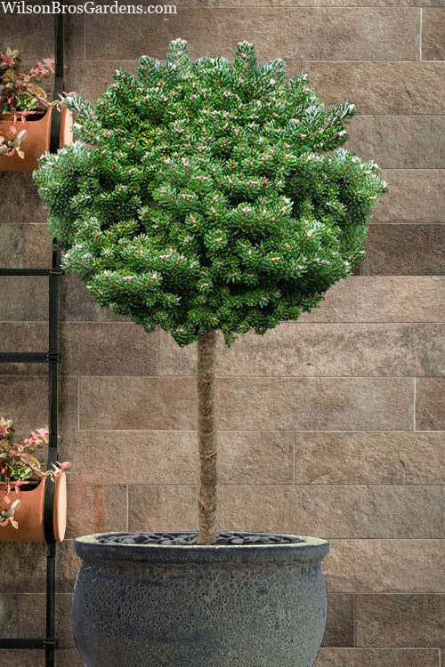  Silver Pearl Korean Fir (Single Trunk Tree Form) - 5 Gallon Pot