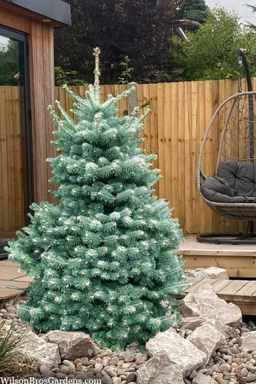  Hurricane Blue Fir - 1 Gallon Pot