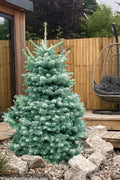  Hurricane Blue Fir - 1 Gallon Pot