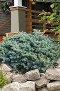  Tannja Hybrid Korean Fir - 1 Gallon Pot