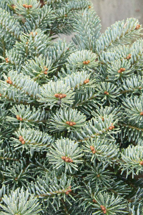  Tannja Hybrid Korean Fir - 1 Gallon Pot