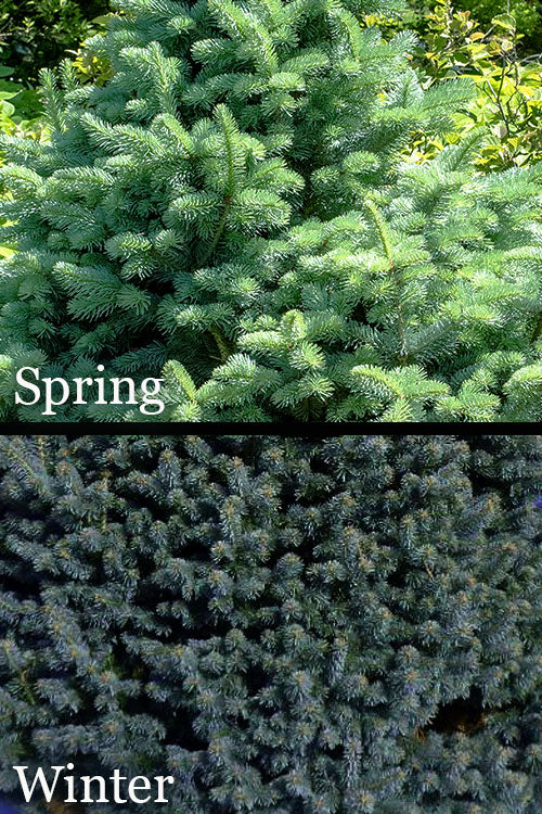  Dwarf Blue Rocky Mountain Fir - 1 Gallon Pot