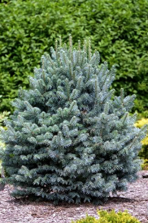 Dwarf Blue Rocky Mountain Fir - 1 Gallon Pot