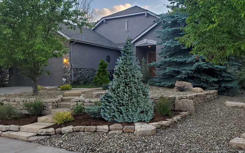  Dwarf Blue Rocky Mountain Fir - 1 Gallon Pot