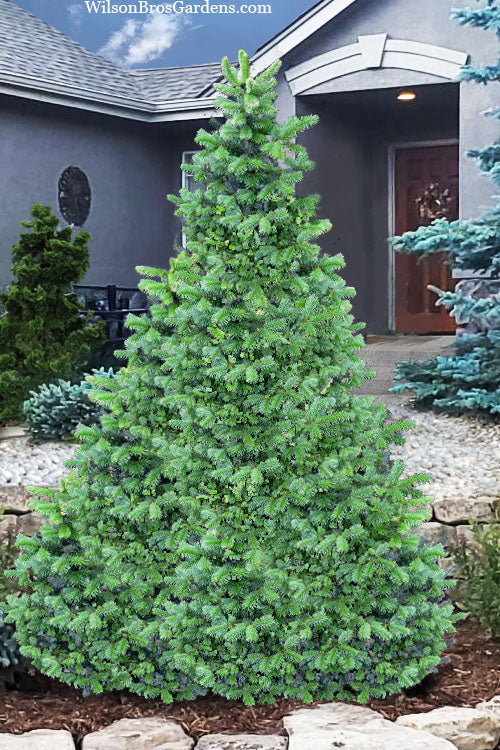  Dwarf Blue Rocky Mountain Fir - 1 Gallon Pot