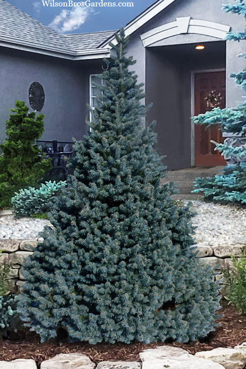  Dwarf Blue Rocky Mountain Fir - 1 Gallon Pot
