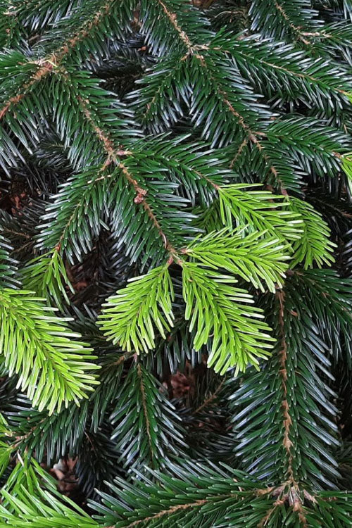  Borjomi Nordmann Fir - 6 Pack Of 1 Gallon Pots