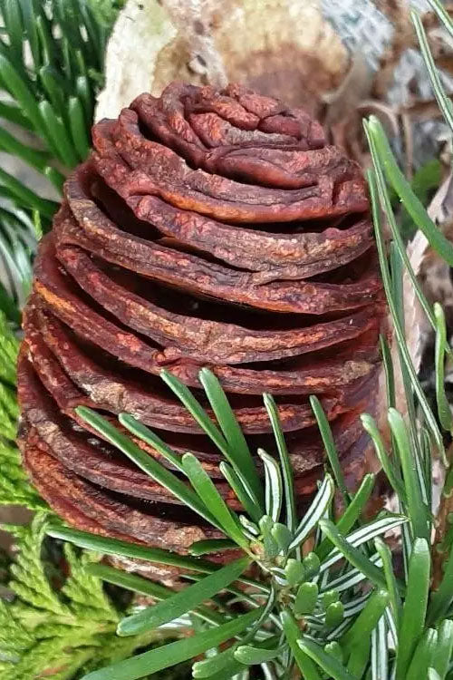  Borjomi Nordmann Fir - 6 Pack Of 1 Gallon Pots