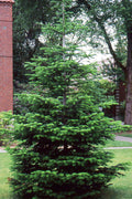  Borjomi Nordmann Fir - 6 Pack Of 1 Gallon Pots