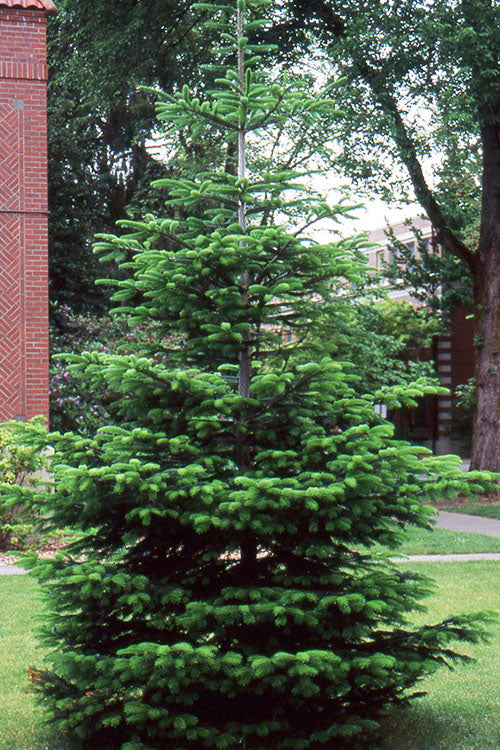  Borjomi Nordmann Fir - 6 Pack Of 1 Gallon Pots