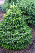  Dobrichovive Nordmann Fir - 1 Gallon Pot