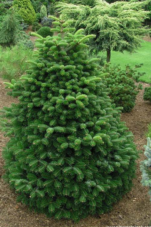  Dobrichovive Nordmann Fir - 1 Gallon Pot