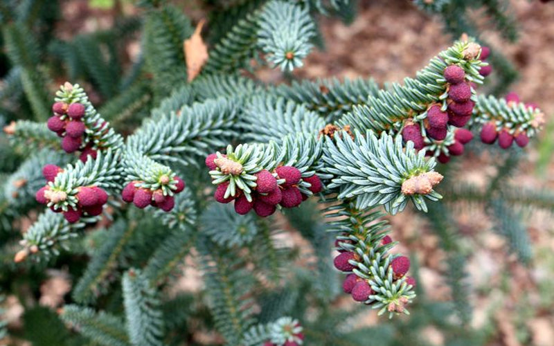  Blue Spanish Fir Tree - 1 Gallon Pot