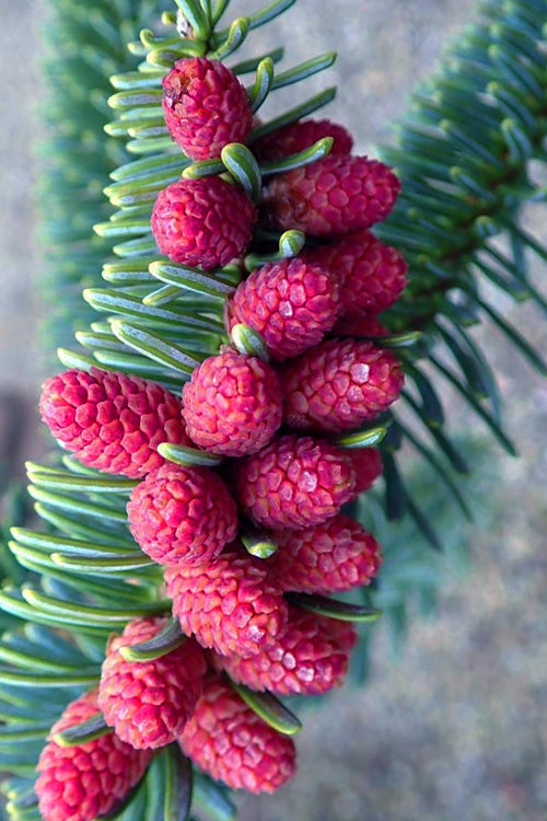  Blue Spanish Fir Tree - 1 Gallon Pot