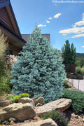 Blue Spanish Fir Tree - 1 Gallon Pot